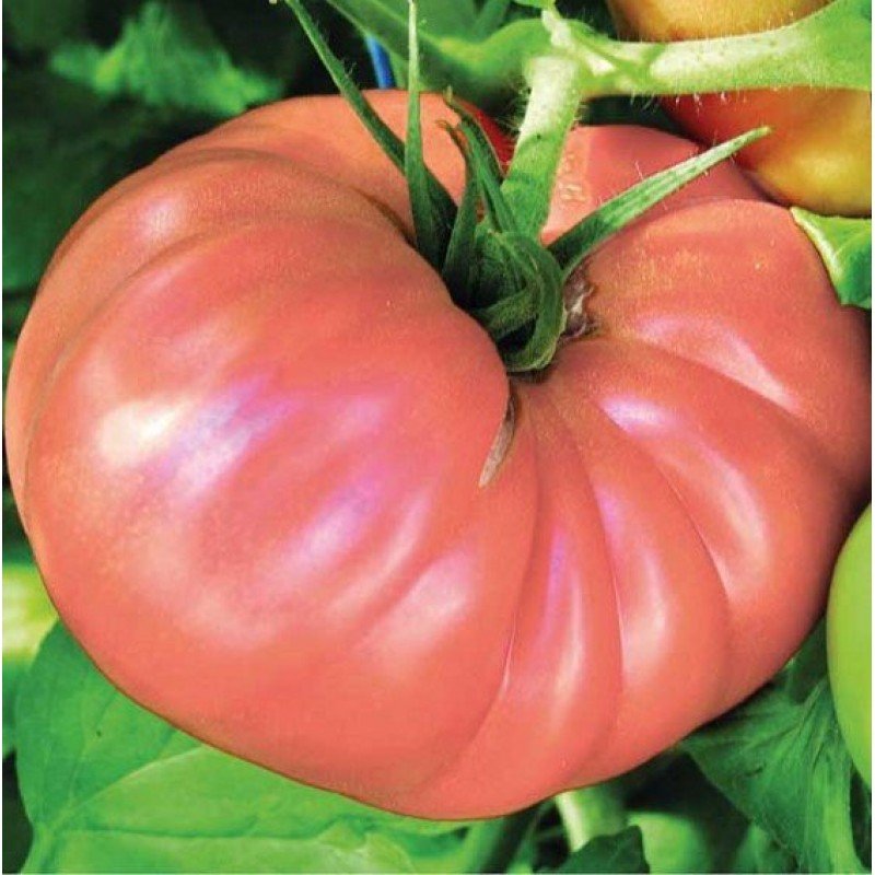 Tomato seeds "from Lazarev" Bear's Paw Pink 30-60 seeds