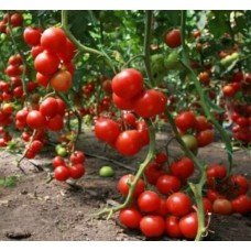 Tomato seeds "from Lazarev" Vidimo-Nevidimo 30-60 seeds