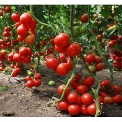 Tomato seeds "from Lazarev" Vidimo-Nevidimo 30-60 seeds