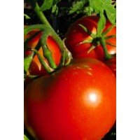 Tomato seeds "from Lazarev" Glasha 30-60 seeds