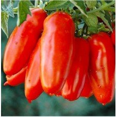 Kibitz tomato seeds 30 pcs