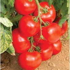 Linda tomato seeds 30 pcs