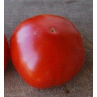Tomato seeds Lion 30 us