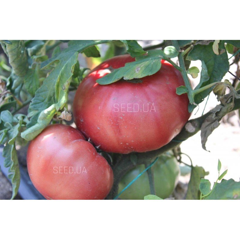 Tomato seeds Pink Blyan (Bulgaria) 30 seeds