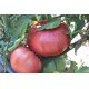Tomato seeds Pink Blyan (Bulgaria) 30 seeds