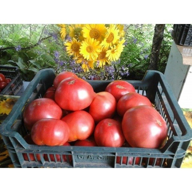 Tomato seeds Pink Blyan (Bulgaria) 30 seeds