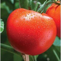 Tomato seeds Fat Jack 30 seeds