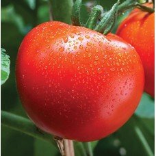 Tomato seeds Fat Jack 30 seeds