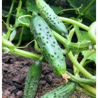 Cucumber seeds Sprut F1 10 seeds
