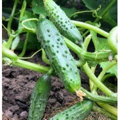 Cucumber seeds Sprut F1 10 seeds
