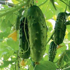 Cucumber seeds Phoenix Plus 3 g