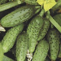 Cucumber seeds Lira 30 grams