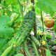 Cucumber seeds September F1 30 g