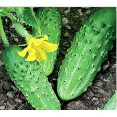 Cucumber seeds Nizhynskyi Dar 3 grams