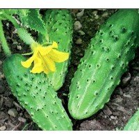 Cucumber seeds Nizhynskyi Dar 30 grams