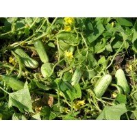 Cucumber seeds Nizhyn local 30 g