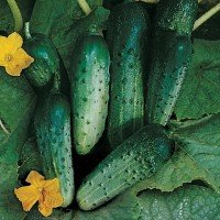 Cucumber seeds Soloviy F1 30 grams