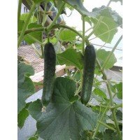Cucumber seeds Bombay F1 50 seeds