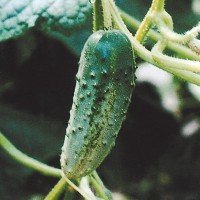 Насіння огірка Віза F1 - 50 насінин