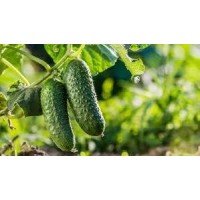 Насіння огірка Перемога F1 50 насінин