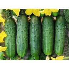 Cucumber seeds Rocket F1 50 seeds