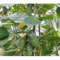 Cucumber seeds Fidel F1 50 pcs