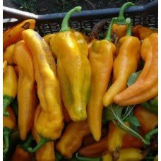 Насіння перцю Жовтий Монстр  20 насінин