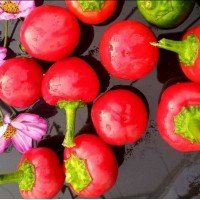 Merishore pepper seeds 20 seeds