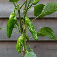 Padron pepper seeds 20 seeds