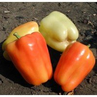 Flamingo pepper seeds 20 seeds