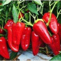 Francis pepper seeds 20 seeds