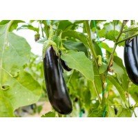 Насіння баклажан Алмаз 30 нас