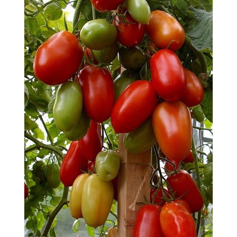 Tomato seeds Patrol F1 10 pcs