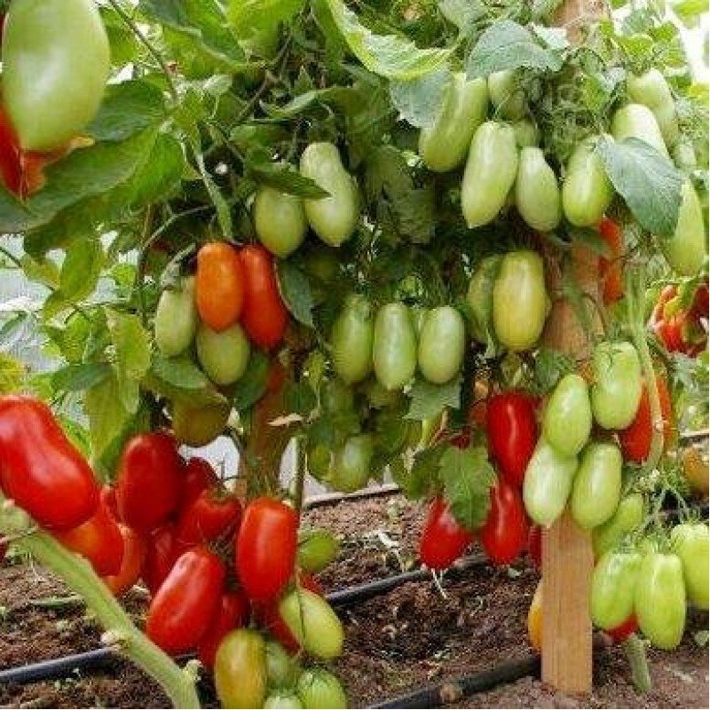 Tomato seeds Patrol F1 10 pcs