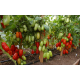 Tomato seeds Patrol F1 10 pcs