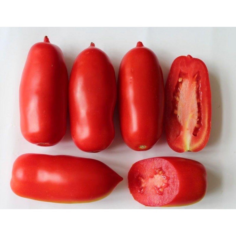 Tomato seeds Patrol F1 10 pcs