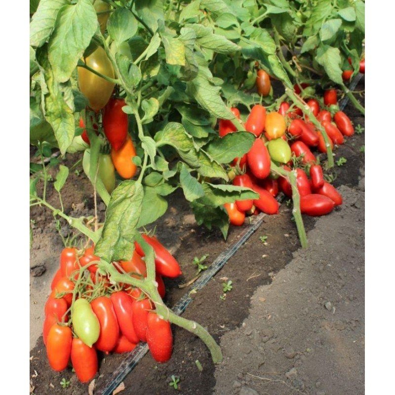 Tomato seeds Patrol F1 10 pcs