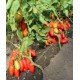 Tomato seeds Patrol F1 10 pcs