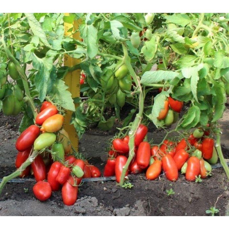 Tomato seeds Patrol F1 10 pcs