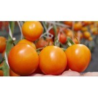 Tomato seeds Sharon F1 10 pcs