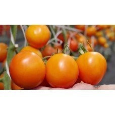 Tomato seeds Sharon F1 10 pcs