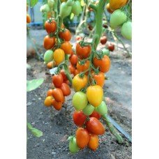 Tomato seeds Zeus F1 10 pcs