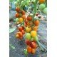 Tomato seeds Zeus F1 10 pcs