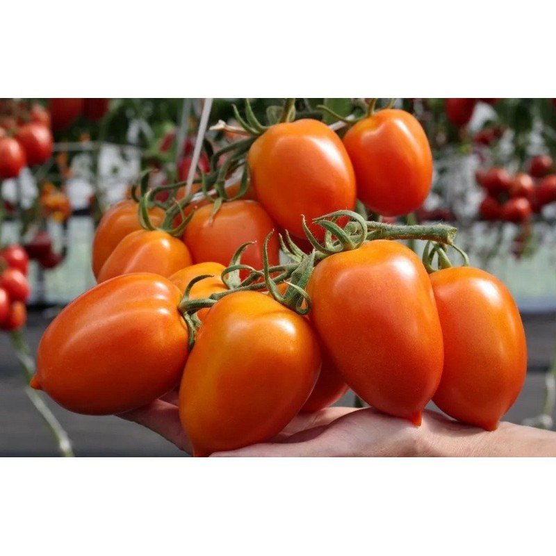 Tomato seeds Zeus F1 10 pcs