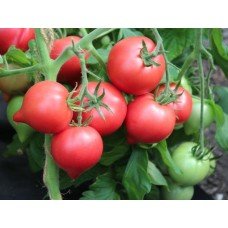 Tomato seeds Lubomyr F1 10 pcs