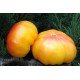 Tomato seeds Dwarf Vortex 10 pcs