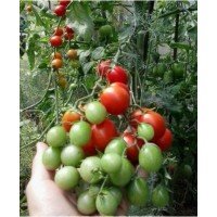 Tomato seeds Barberry 30 pcs
