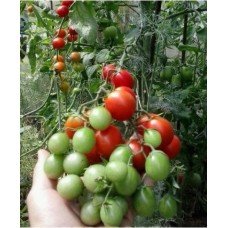 Tomato seeds Barberry 30 pcs