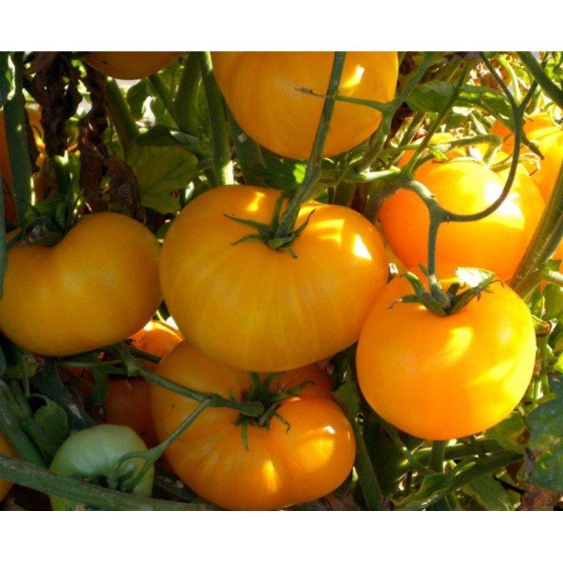 Tomato seeds Azoyushka 15 pcs
