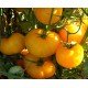 Tomato seeds Azoyushka 15 pcs